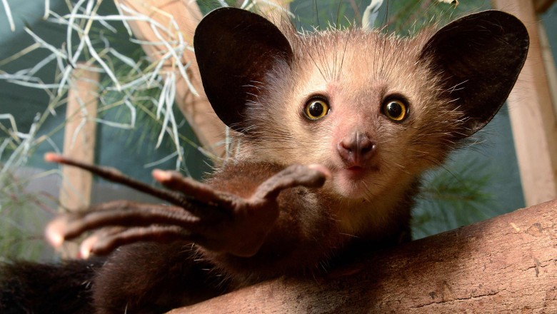 What does the aye-aye do with its grooming claw? Go on, guess