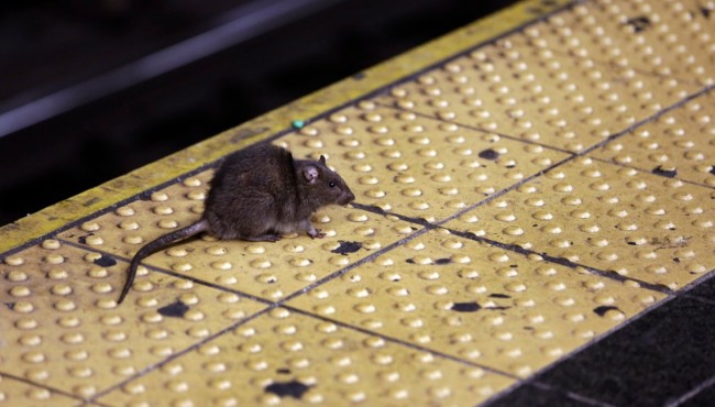 Afternoon Addition: Maybe NYC's rats are just here to dance
and shop high end accessories
