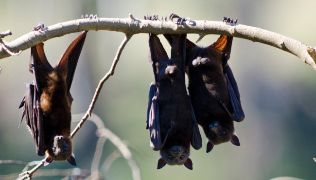 Cold weather shocking bats in Central Park, making them fall
to ground