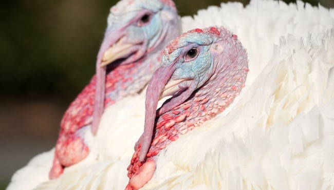 Turkeys Chocolate and Chip saved by annual Thanksgiving
presidential pardon
