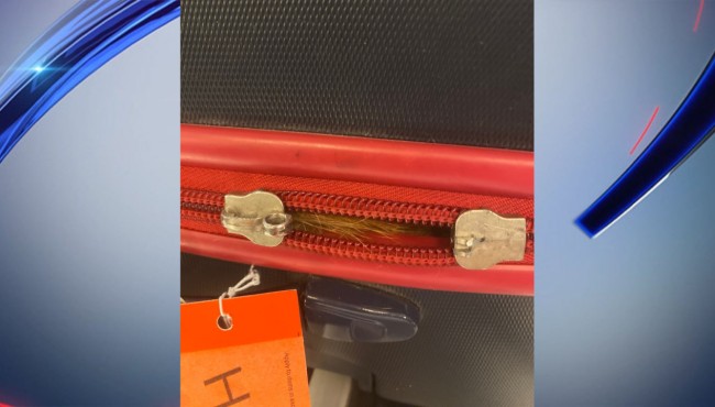 TSA officer finds cat in checked bag at JFK Airport