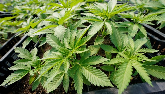 When will legal recreational marijuana sales start in New
York?