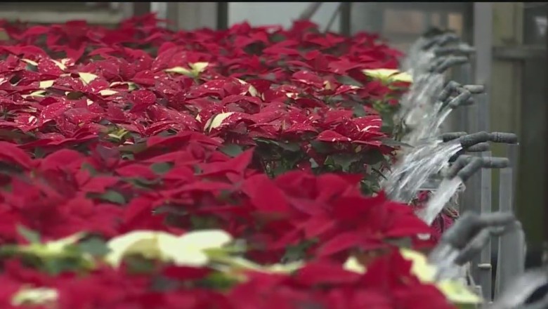 Christmas comes alive with poinsettias at NJ
greenhouse